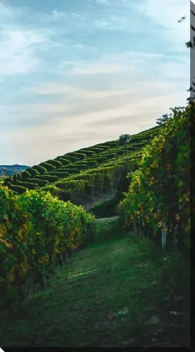 Постер Виноградник на холме