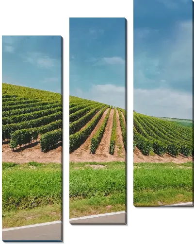 Модульная картина Виноградник на холме летом