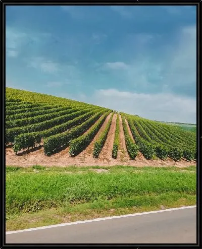 Картина Виноградник на холме летом