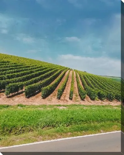 Постер Виноградник на холме летом