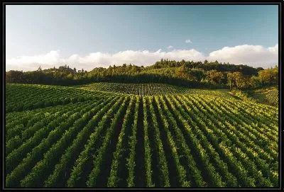 Виноградник в лучах солнца