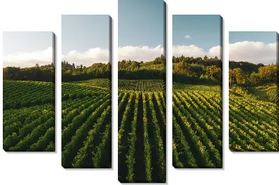 Виноградник в лучах солнца