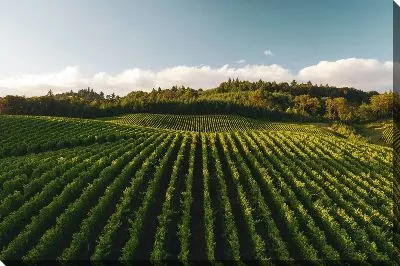 Виноградник в лучах солнца