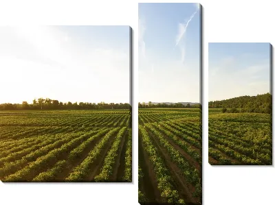Модульная картина Европейский виноградник