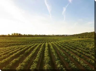 Постер Европейский виноградник