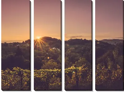 Модульная картина Закат на винограднике