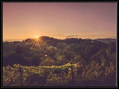 Закат на винограднике