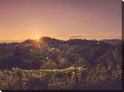 Закат на винограднике