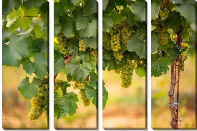 Модульная картина Виноград №27