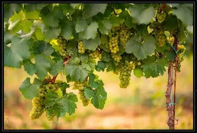 Виноград №27