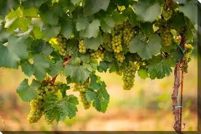 Виноград №27