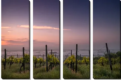 Модульная картина Виноградник на закате №3
