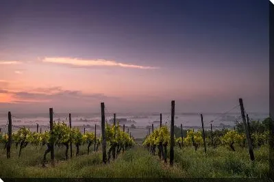 Постер Виноградник на закате №3