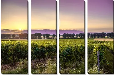 Модульная картина Виноградник на закате №4
