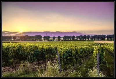 Виноградник на закате №4