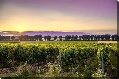 Виноградник на закате №4