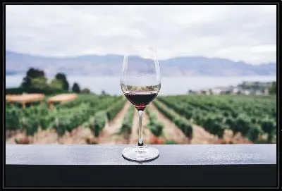 Бокал вина на фоне виноградника