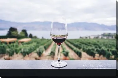 Бокал вина на фоне виноградника