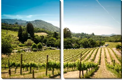 Модульная картина Итальянский виноградник