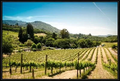 Картина Итальянский виноградник