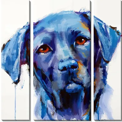 Лабрадор ретривер №1