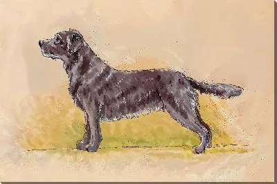 Картина маслом Лабрадор ретривер №15