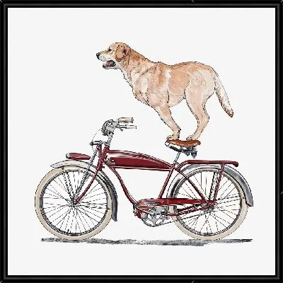 Картина Лабрадор ретривер на велосипеде №16