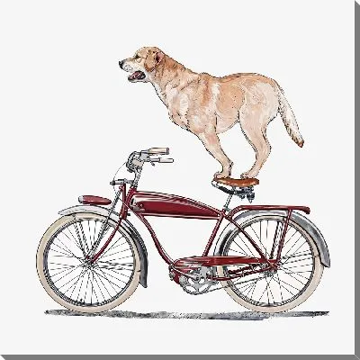 Картина маслом Лабрадор ретривер на велосипеде №16