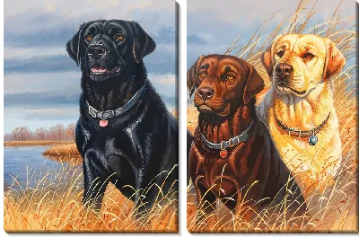 Модульная картина Три лабрадора