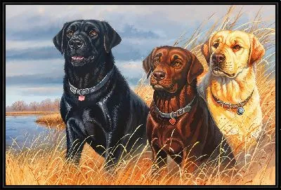 Три лабрадора