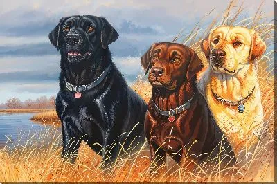 Три лабрадора