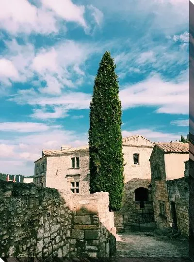 Постер Кипарис в Провансе