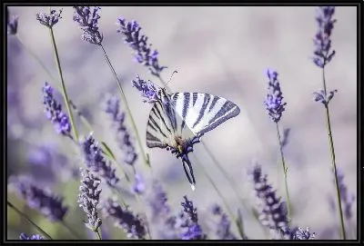 Бабочка на лаванде