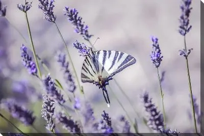 Бабочка на лаванде