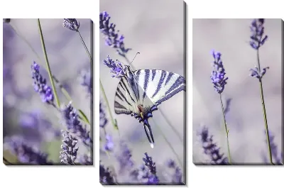 Бабочка на лаванде