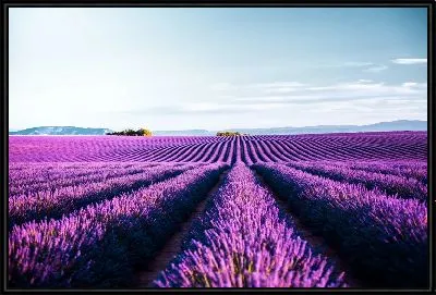 Лавандовые поля в Провансе №6