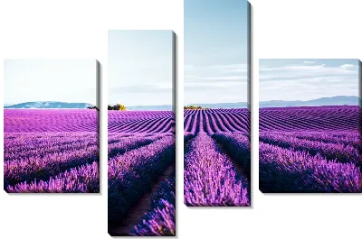 Лавандовые поля в Провансе №6