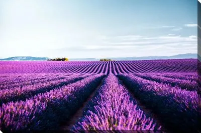 Лавандовые поля в Провансе №6