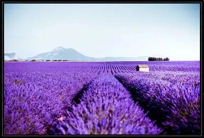 Картина Лавандовые поля в Провансе №7