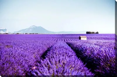 Постер Лавандовые поля в Провансе №7