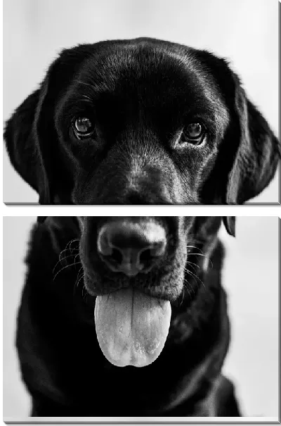 Модульная картина Лабрадор №1