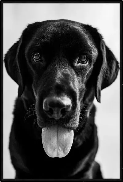 Картина Лабрадор №1