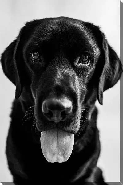 Постер Лабрадор №1