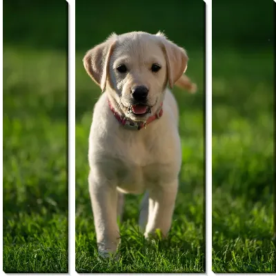 Модульная картина Лабрадор №2