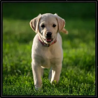 Картина Лабрадор №2