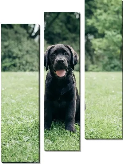 Модульная картина Лабрадор №3