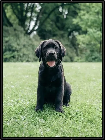 Картина Лабрадор №3