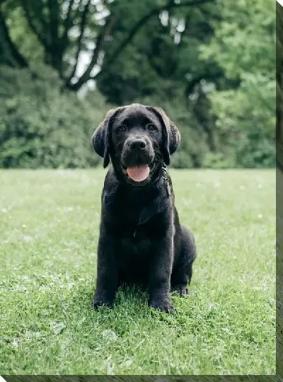 Постер Лабрадор №3