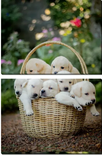 Модульная картина Корзина с щенками лабрадора