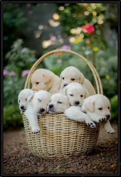 Картина Корзина с щенками лабрадора